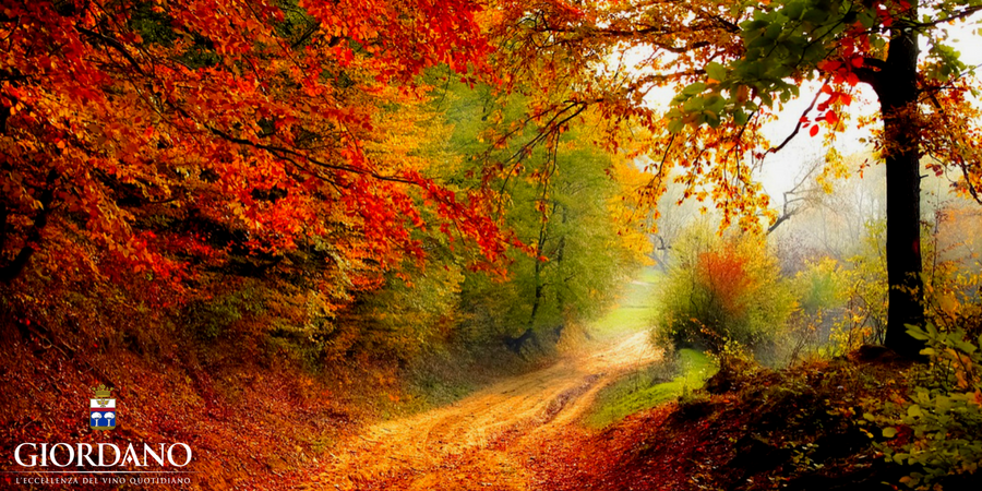 La top 10 dei frutti d'autunno La top 10 dei frutti d'autunno