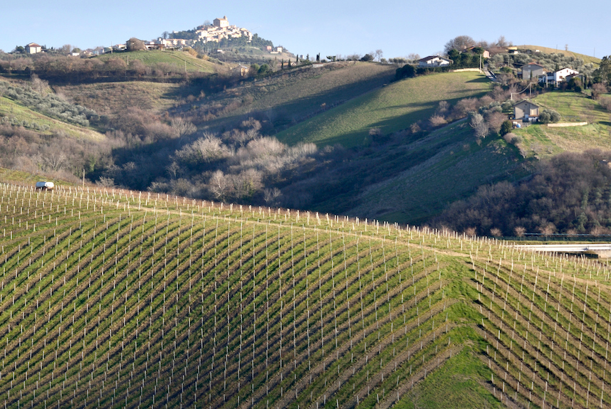 Vino Pecorino: origine e caratteristiche di un'icona del centro Italia Vino Pecorino: origine e caratteristiche di un'icona del centro Italia
