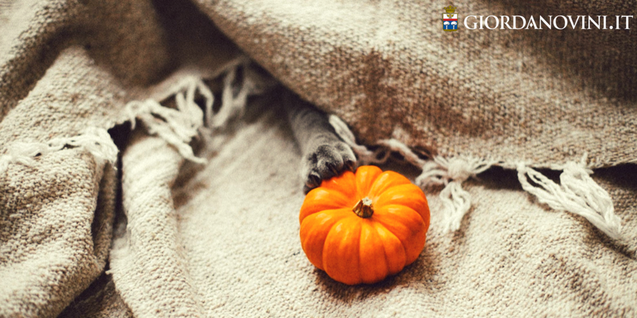 7 cose che non sai su Halloween 7 cose che non sai su Halloween