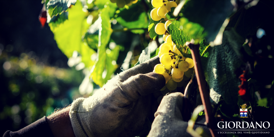 I mestieri del vino, una passione che inizia dalla terra I mestieri del vino, una passione che inizia dalla terra