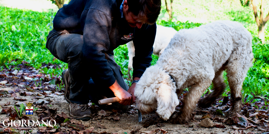 La ricerca del tartufo in Piemonte La ricerca del tartufo in Piemonte