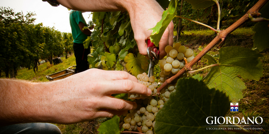 Settembre, tempo di vendemmia in Piemonte! Settembre, tempo di vendemmia in Piemonte!