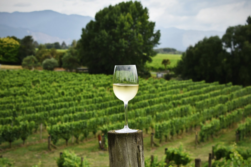 migliori sauvignon blanc