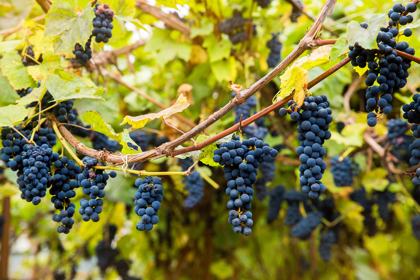 pinot nero caratteristiche e abbinamenti