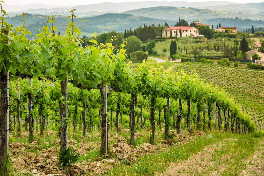 vino rosso di montalcino doc storia e zona di produzione vino rosso di montalcino doc storia e zona di produzione